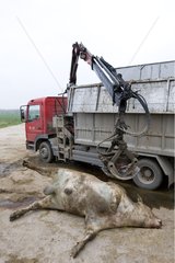 Loading a cow died in the truck rendering