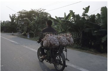 Man transporting piglets on his motorbike Vietnam