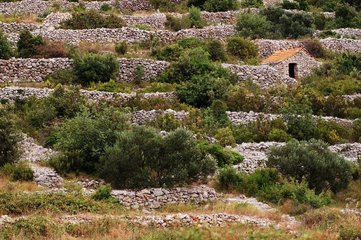 Terrasses agricoles abandonnées Ile de Korçula Croatie