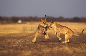 Lions jouant Rehabilitation Farm Namibie