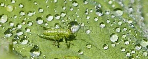 Heuschrecke und Dewdrops auf einem grünen Blatt Frankreich