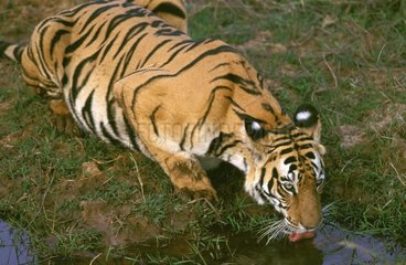 Femelle pleine Tigre du Bengale buvant PN Bandhavgarh Inde
