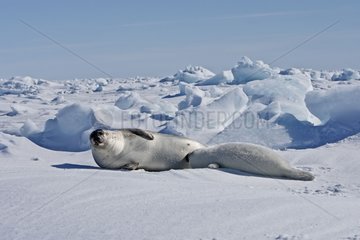 Harp seal female and whitecoat on Ice Madeleine Islands