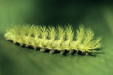 Caterpillar of the butterfly Automeris Brazil