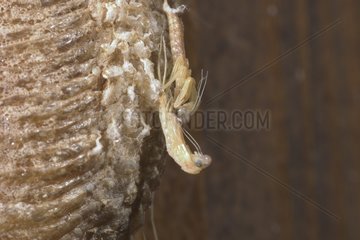 Entstehung von Larven des Beten von Mantis Frankreich