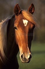 Portrait of Anglo-Arab Horse France