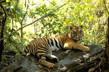 Bengalischer Tiger liegt auf einem indischen Felsen