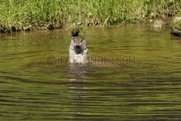 European Otter on alert in the water