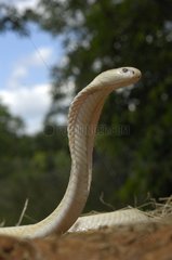 Monocled cobra albino