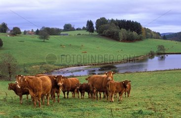 Cows of race Limousine and typical landscape of the Hollow one