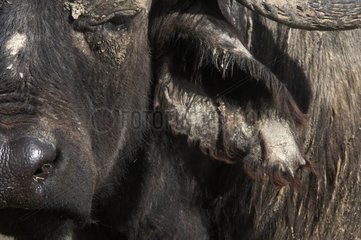 Cape Buffalo im Nationalpark von Nakuru Kenia