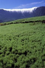 Field of lenses in front of the Cirque of Cilaos the Réunion