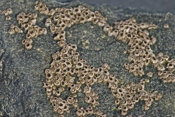 Colony of goose barnacles on a rock Ile de Ré France