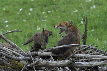 Red fox and young in a lot of branch France