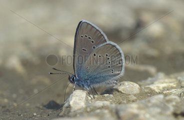Azuré des Anthyllides mâle posé au sol Grèce