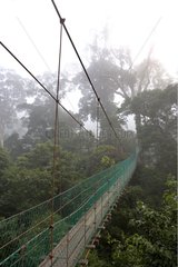 Canopy walkway in tropical forest Borneo