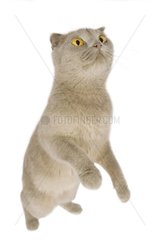 She-cat race short hair stand on the hind legs