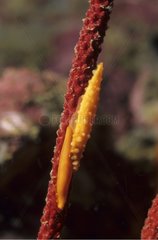 Mollusc ovules on Gorgone in Mergui archipelago Burma
