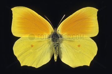 Butterfly Cleopatra France