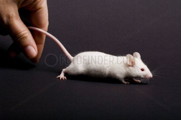 White mouse going on a black bottom