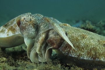 A pair of Giant Cuttlefish mating (Male on left)