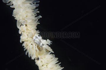 Spider crab in a black coral Sulawesi