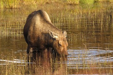 Female Elk eating aquatic plants in a lake Alaska