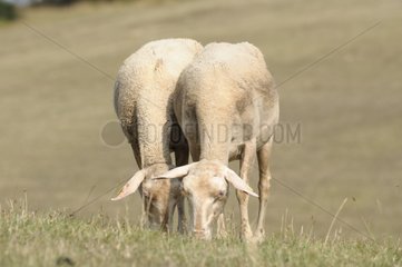 Mowed female Sheeps grazing outdoors Lozère France