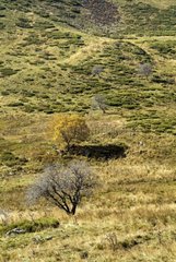 Isolated trees in autumn on a valley of Cantal France