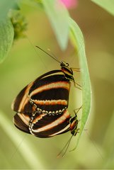 Orangefarbenes Schmetterlingspaar im tropischen Gewächshaus gebunden