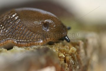 Anterior part of a Brown Slug on trunk Vaud Switzerland