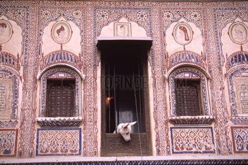 Hund mit dem Fenster einer Residenz von Rajasthan [at]