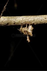 Mimicry of a spider hanged on a branch
