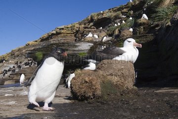 Rockhopper penguin walking next to an Albatross nest