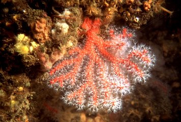 Corail rouge de Méditerranée France
