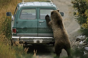Grizzly bear standing and rested on a car Alaska U.S.A.