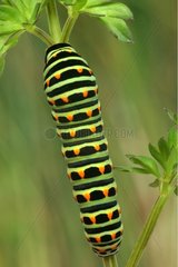 Caterpillar of Machaon crawling on a stem in June France