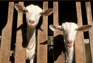 Du Saanen Ziegen im Ziegenfaktor Frankreich