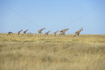 Giraffes group moving in savanna Namibia