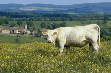 Vache charolaise dans le bocage autour de Chazelle France