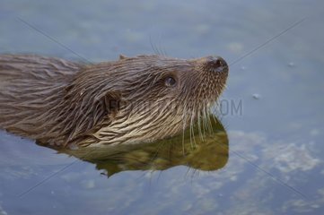 Eurasien Otter taucht auf der Wasseroberfläche auf