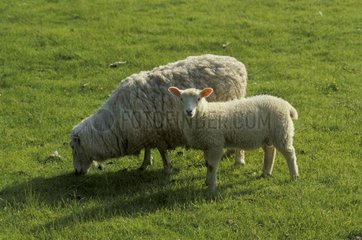 Brebis et agneau à Old Romney East-Sussex Grande-Bretagne