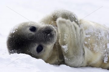 Weddell seal whitecoat on the icefloe Adelie Land