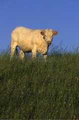 Kuh in der Wiese in Jura Frankreich
