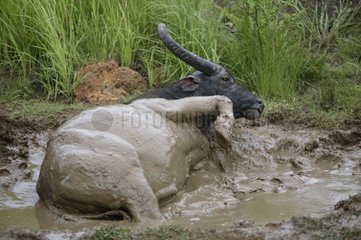 Mudpot of a Water Buffalo Komodo Island Indonesia