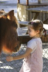 Young girl cherishing a pony with Mandelieu in the Alpes-Maritimes