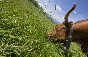 Salers cow grazing in a meadow Cantal France