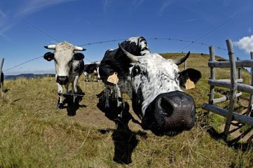 Vosges Kühe auf Stoppeln im Sommer