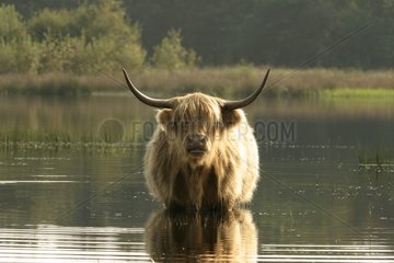 Face to face with a Scottish cow Netherlands