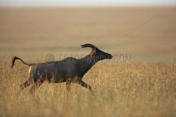 Topi running in savanna Masai Mara Kenya